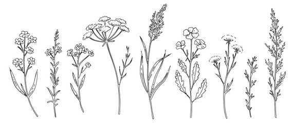 Fototapeta premium 花と草と葉の白黒の線画ベクターイラスト 一輪の花/シンプルでおしゃれな手書きのラインアート 