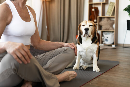 Senior woman practicing yoga with her beagle dog meditating at home