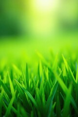 Fototapeta premium Lush green grass blades sway gently in spring breeze , outdoors, verdant