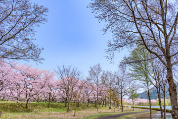 蔵王山麓 七ヶ宿ダム公園　春
