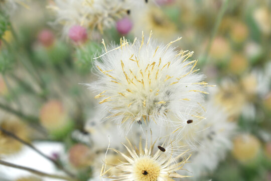 A blooming Creeping Thistle plant, Creeping thistles flower at the meadow. wild flower bloom, thistle in seed, natural flower, creeping thistle flower closeup, Closeup of fluffy creeping thistles seed