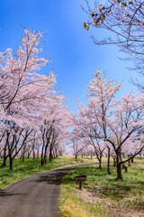 蔵王山麓 七ヶ宿ダム公園　春
