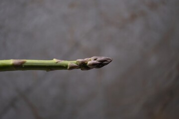 Close-up of a single asparagus spear