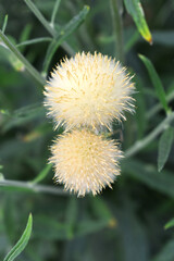 A blooming Creeping Thistle plant, Creeping thistles flower at the meadow. wild flower bloom, thistle in seed, natural flower, creeping thistle flower closeup, Closeup of fluffy creeping thistles seed