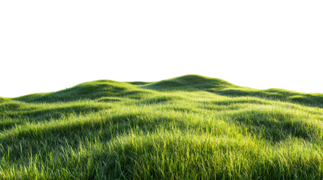 Lush green grass field under bright sunlight