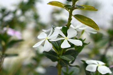 Close-up view of White madagascar periwinkle, The scientific name is Catharanthus roseus, White...
