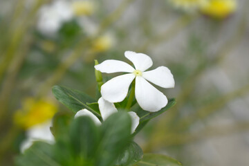 Close-up view of White madagascar periwinkle, The scientific name is Catharanthus roseus, White...