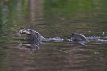 smooth-coated (Lutrogale perspicillata) watching in the forest.	