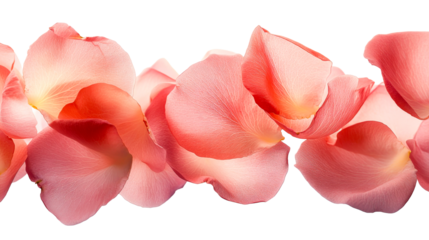 Delicate pink rose petals arranged in a row
