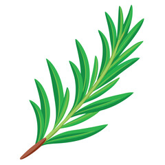 Fototapeta premium A sprig-of-fresh-rosemary-with-vibrant-green-needle. 