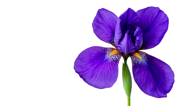 Beautiful purple iris flower with vibrant petals