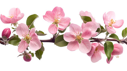 Cherry blossom branch in full bloom with petals