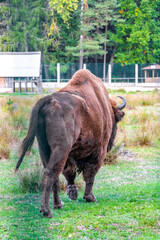 The european bison bisons buffalo buffalos wisent National Park Belarus.