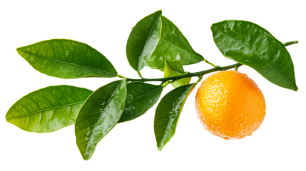 Fresh orange branch with vibrant green leaves