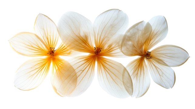 White flowers with orange accents arranged