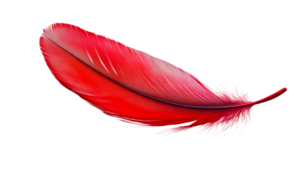 Bright red feather floating in clear space