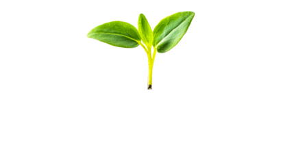 Vibrant green seedling on white