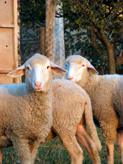 Naklejka premium Sheep standing on the grass, protected by fence
