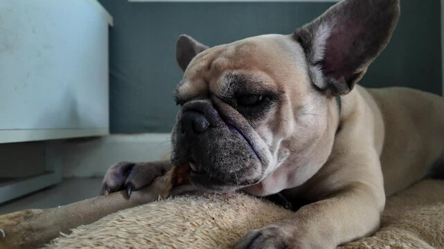 french bulldog puppy chewing rawhide bone