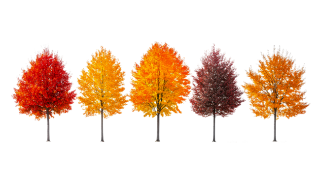 Colorful autumn trees create a vibrant display