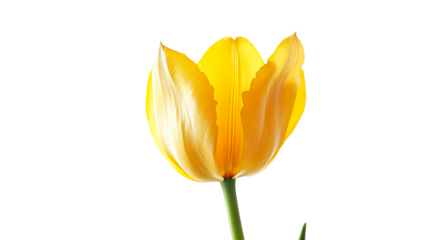 Yellow tulips bloom beautifully in spring