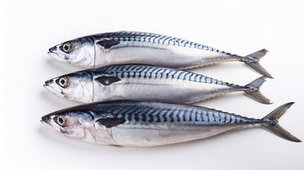 Obraz premium fresh mackerel fish on the white background