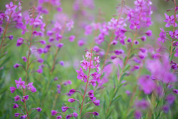 A detail shot shows flowers in Torngat National Park