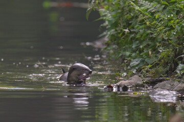 smooth-coated (Lutrogale perspicillata) watching in the forest.	