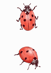 Lady bug illustration 