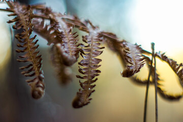 Forêt des Landes de Gascogne, en période hivernale