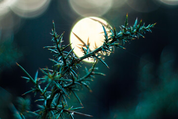 Forêt des Landes de Gascogne, en période hivernale