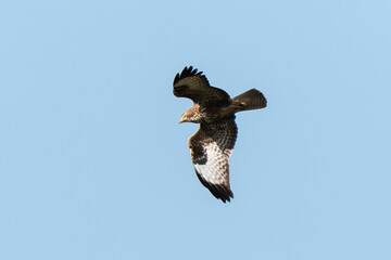 Buse variable,.Buteo buteo, Common Buzzard