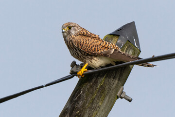 Faucon crécerelle,.Falco tinnunculus, Common Kestrel