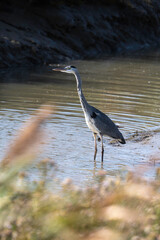 Héron cendré, Ardea cinerea, Grey Heron