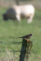 Faucon crécerelle,.Falco tinnunculus, Common Kestrel, marais Breton; 85, Vendée, Loire...