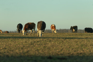 A group of cows continues to graze peacefully and contentedly on a vast, open field under a bright,...