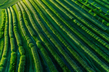 Fototapeta premium Aerial View of Lush Green Tea Plantation