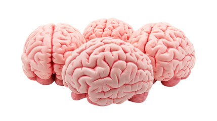 Professional Raw Brain Anatomical Models in Pink Tone for Medical Illustrations