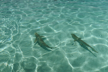Fototapeta premium Reef sharks swimming on island 