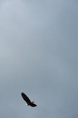 eagle in flight