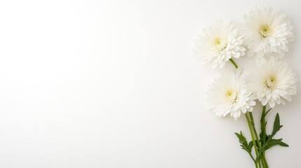 Fototapeta premium Four white chrysanthemum flowers with green stems and leaves on a clean white background, viewed from above.