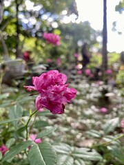 pink roses in a garden