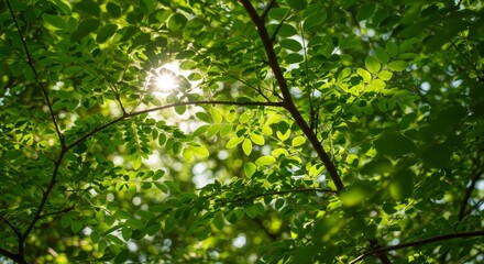 Fototapeta premium Close-up of a branch with bright green acacia leaves shining through in the sun, against a background of blurred foliage. Spring, new life, freshness, nature, greenery, growth, tranquility.