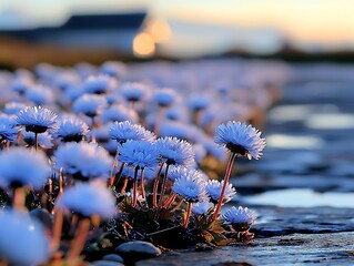 Serene blooming flowers coastal pathway photography nature low angle tranquil beauty