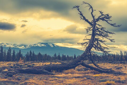 Dead tree, mountains, clouds