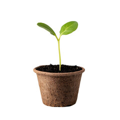 Fragile sprout emerging in peat pot against deep black background illustration