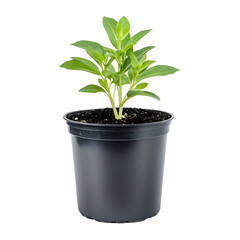 Obraz premium A burgeoning green plant in a simple dark pot against a stark black background