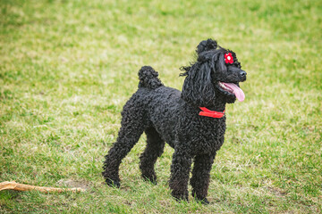 Black dog on the meadow.