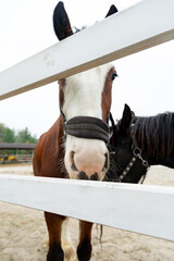 chestnut and black horses standing behind white fence on ranch