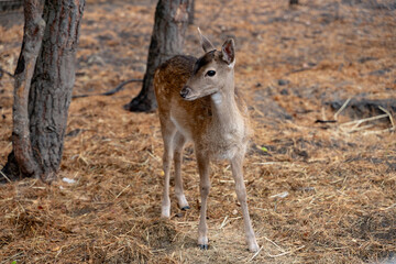 baby deer standing among the trees